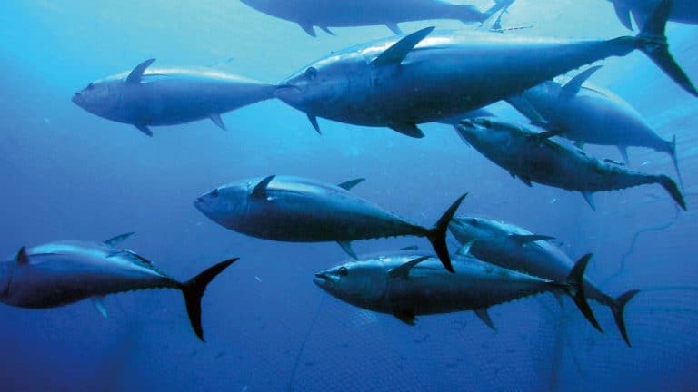 Bluefin tuna toro maguro