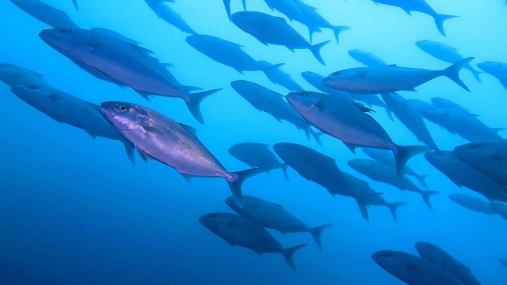Hamachi (japanese amberjack) is caught wild, then farmed, disrupting normal growth patterns