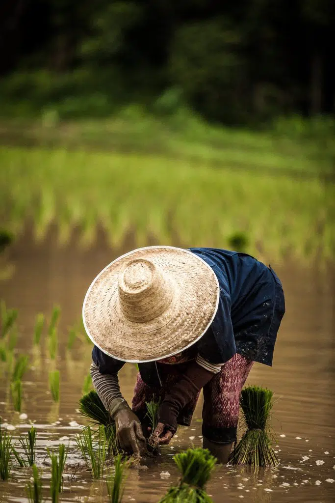 Rice farmer planting rice