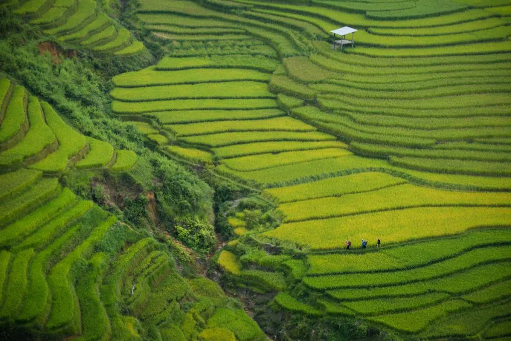 Rice paddies where rice is grown