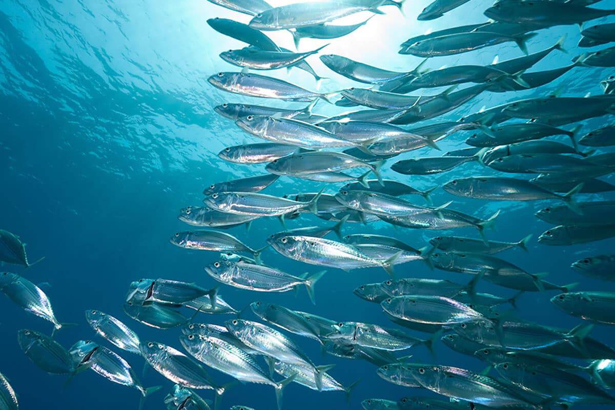 Saba atlantic mackerel