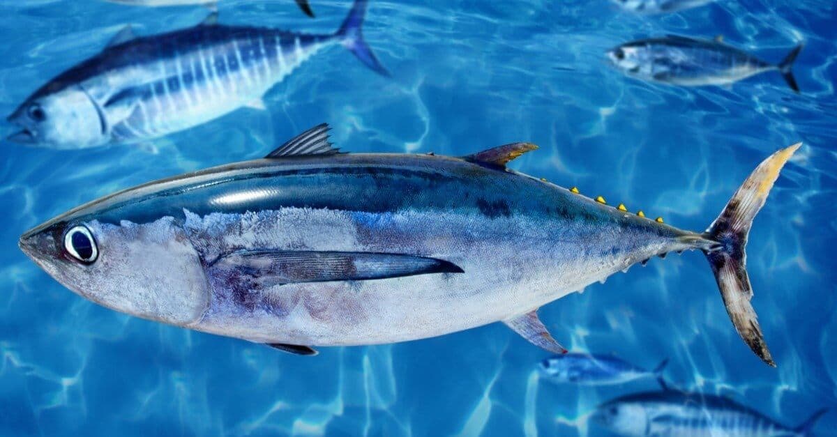 Shiro maguro albacore tuna