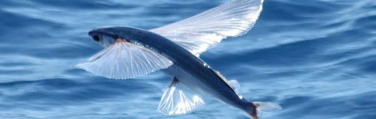 Tobiko (tobiuo) – flying fish roe