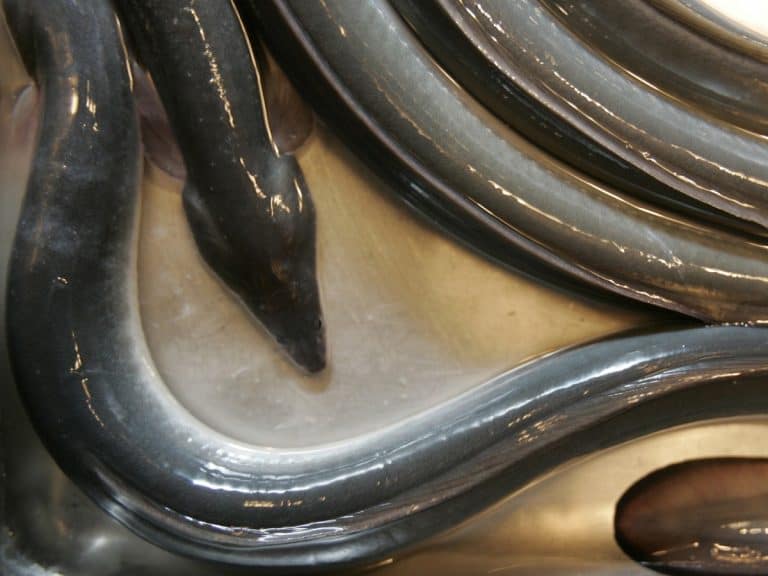 Unagi – freshwater eel
