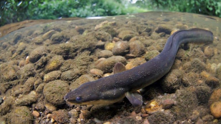 Anago conger eel
