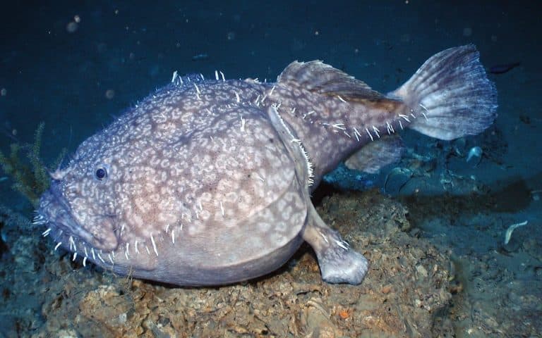 Ankimo monkfish liver