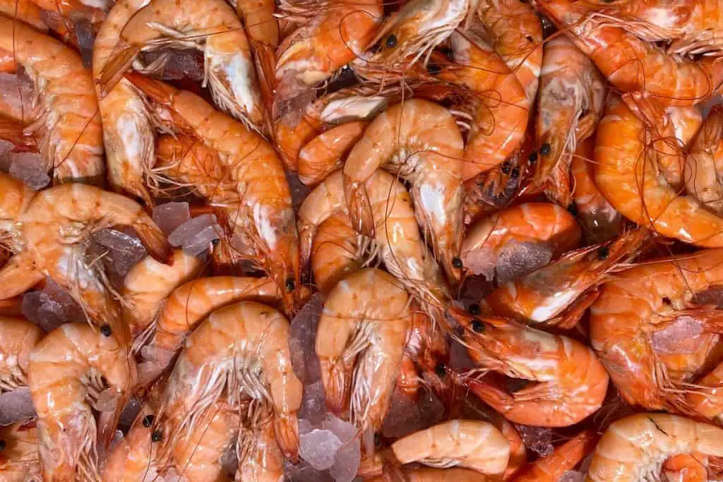 Ebi shrimp sushi - ebi - shrimp