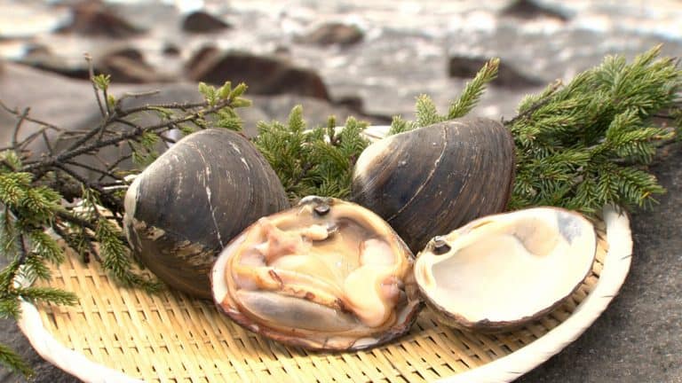 Hokkigai – surf clams