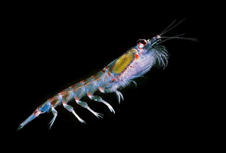 License to kill (why krill fisheries are in danger)