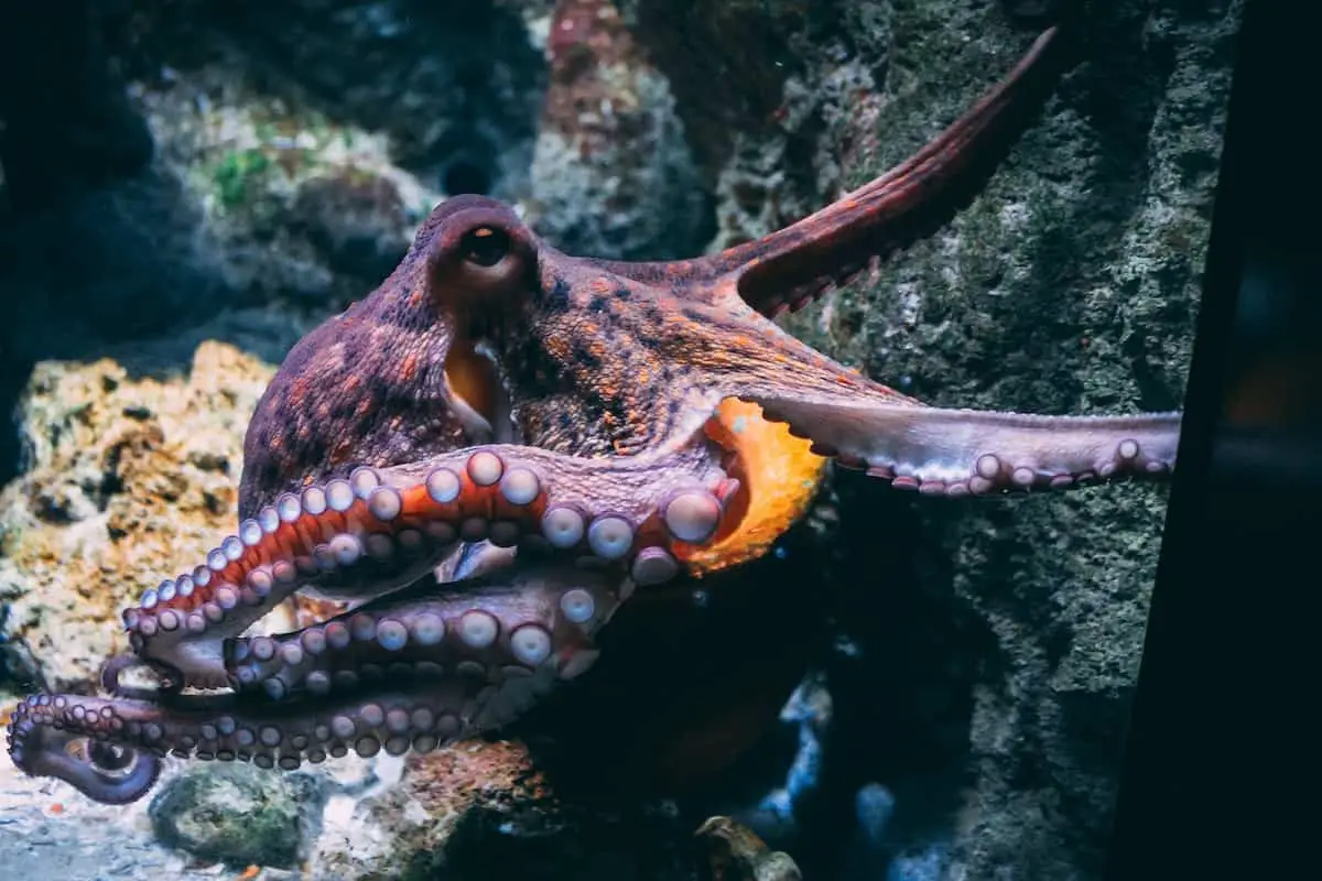 Tako octopus sushi - tako - octopus